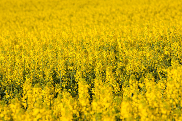 Yellow rapeseed (colza) field