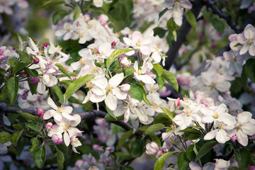 Fruit trees blossom in a spring orchard