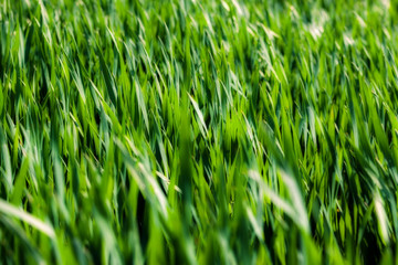 Green grass background