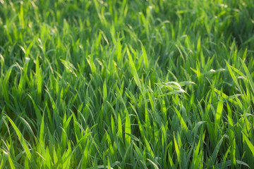 Green grass background