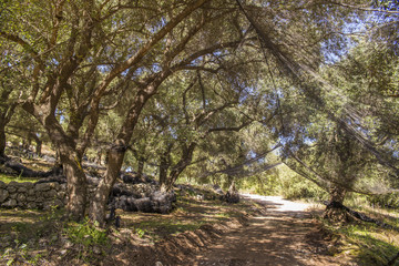 Naklejka premium olive trees forest in Parga Greece