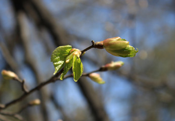 Spring. Melting buds of linden 