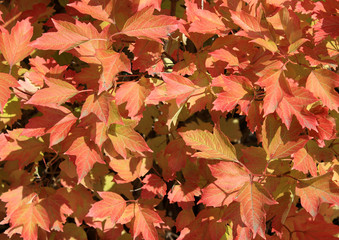 Autumn colors. Red leaves of viburnum