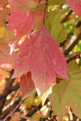 Autumn colors. Red leaf of viburnum