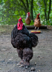 black cock