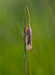 insect moth