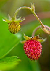 strawberries in forest