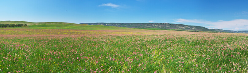 Fototapeta premium Panorama of spring meadoow