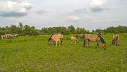 Herd of wild horses grazing in nature in spring