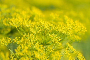 Dill flower close up.