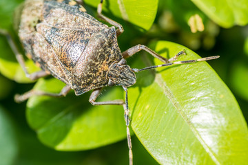 Shield Bug Insect Macro On Green Leaves