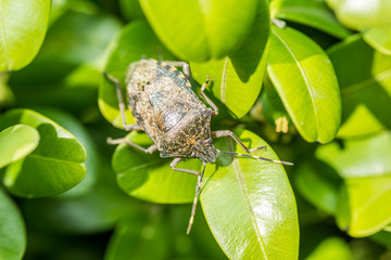 Shield Bug Insect Macro On Green Leaves