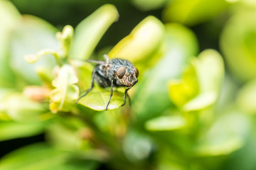 Common Housefly Macro On Green Leaves Background