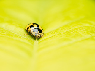 Yellow Ladybug Macro On Leaf