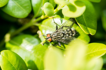 Common Housefly Macro On Green Leaves Background