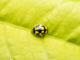 Yellow Ladybug Macro On Leaf