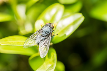 Common Housefly Macro On Green Leaves Background