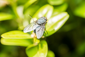 Common Housefly Macro On Green Leaves Background