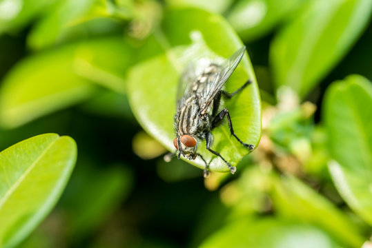 Common Housefly Macro On Green Leaves Background