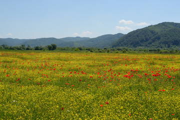Field of poppies