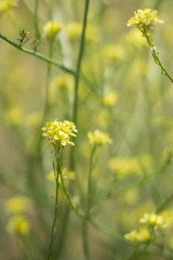 Stems of Yellow Mustard Plant