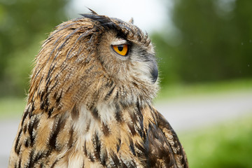 Close up of an owl