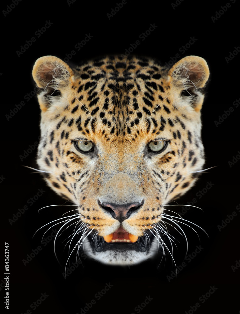 Canvas Prints leopard