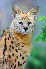 Serval