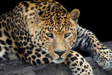 Leopard