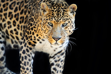 Plakat Leopard