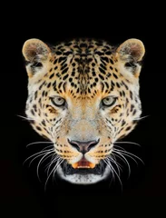 Selbstklebende Fototapeten Leopard © byrdyak