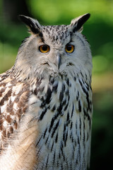 Close-up owl