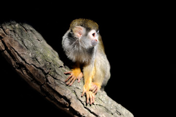 Obraz premium Monkey