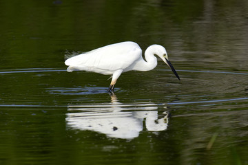 White egret