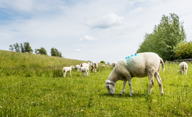 Fototapeta premium Sheep grazing next to a dike