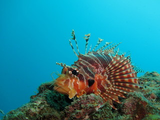 Fototapeta na wymiar Small lionfish