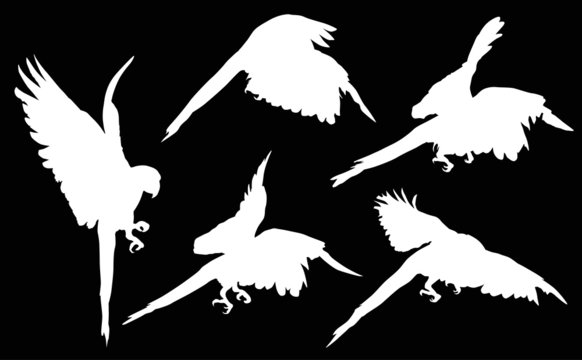 five white macaw silhouettes collection