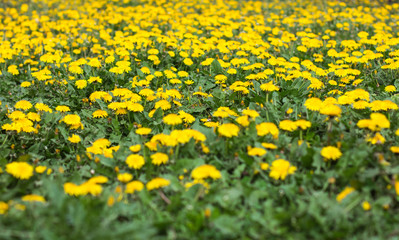 Fototapeta premium Beautiful yellow dandelion flowers on field