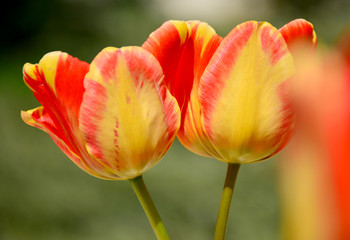Tulips
