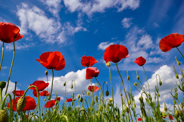 Beautiful natural wallpaper with red poppy flowers against the blue sky in the summertime