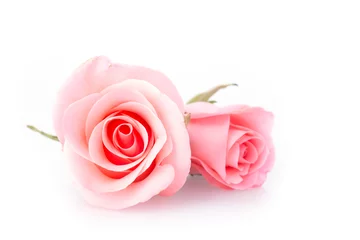 Keuken foto achterwand Rozen roze roze bloem op witte achtergrond