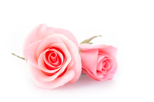 Pink Rose Flower On White Background