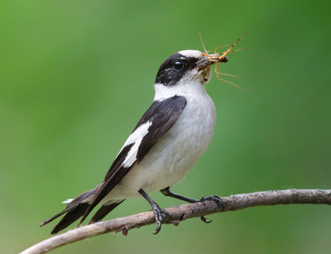 Collared flycatcher with insect prey