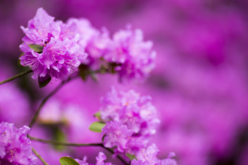 Rhododendron bloom in spring. Beautiful picture.