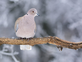 Collared dove in winter