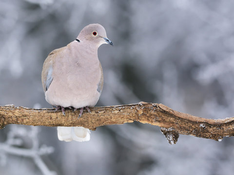 Collared dove in winter