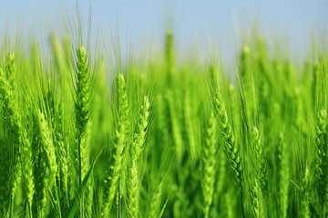 green wheat field