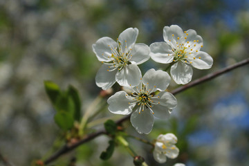 Flowering branch of cherry