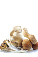 三種のキノコ　縦画像