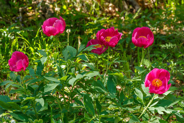 Paeonia officinalis. Peonia, Celonia.
